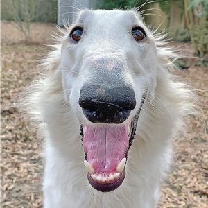 Meet your Posher, X0jazz